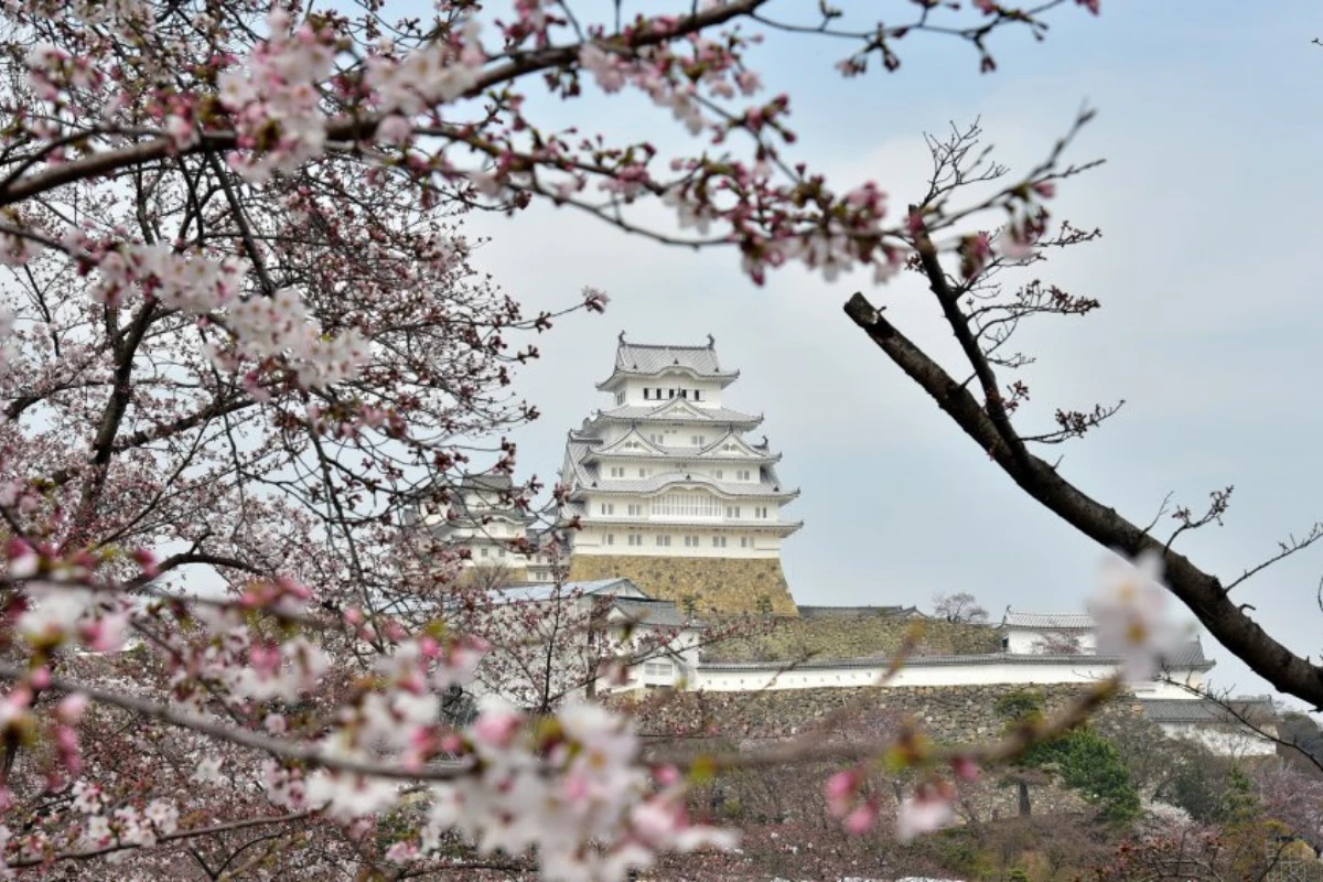 西之丸庭園櫻花季盛開