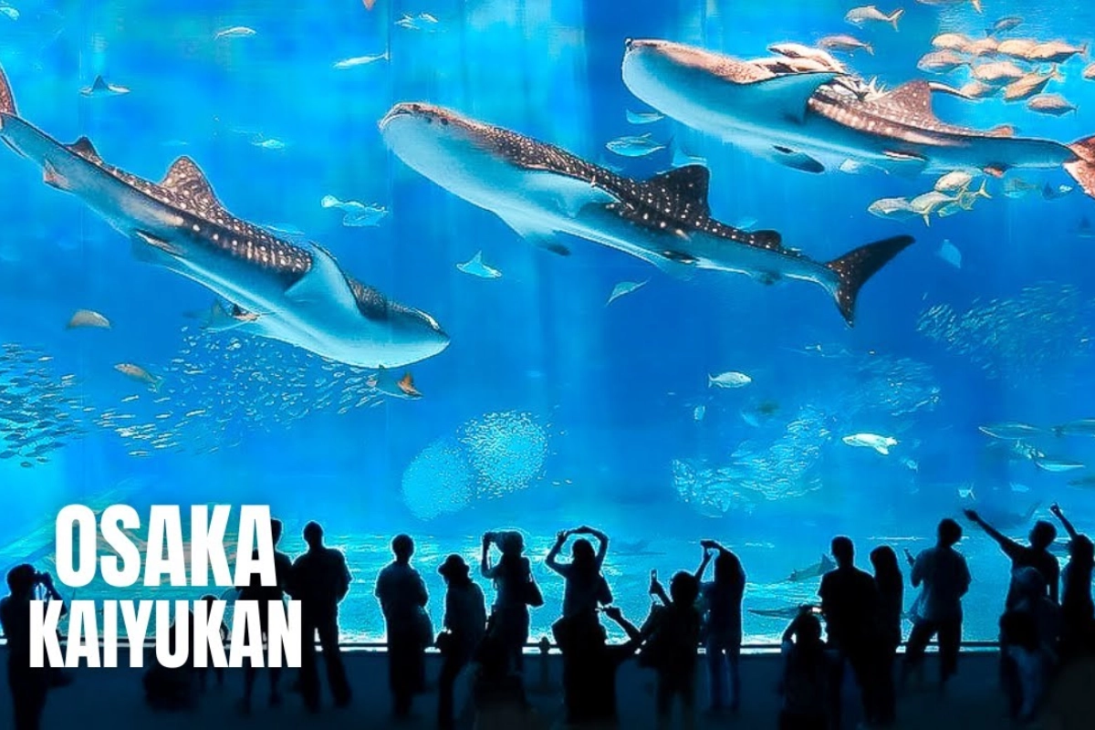 大阪海遊館收錄超過620種、3萬隻海洋生物，包括鯨鯊、鬼蝠魟、海豹與水母，太平洋主水槽容量達5400噸、水深9公尺。