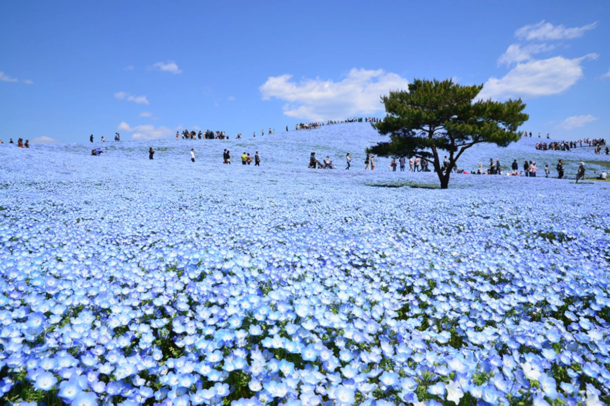 日本黃金週東京行程：海濱公園粉蝶花滿開