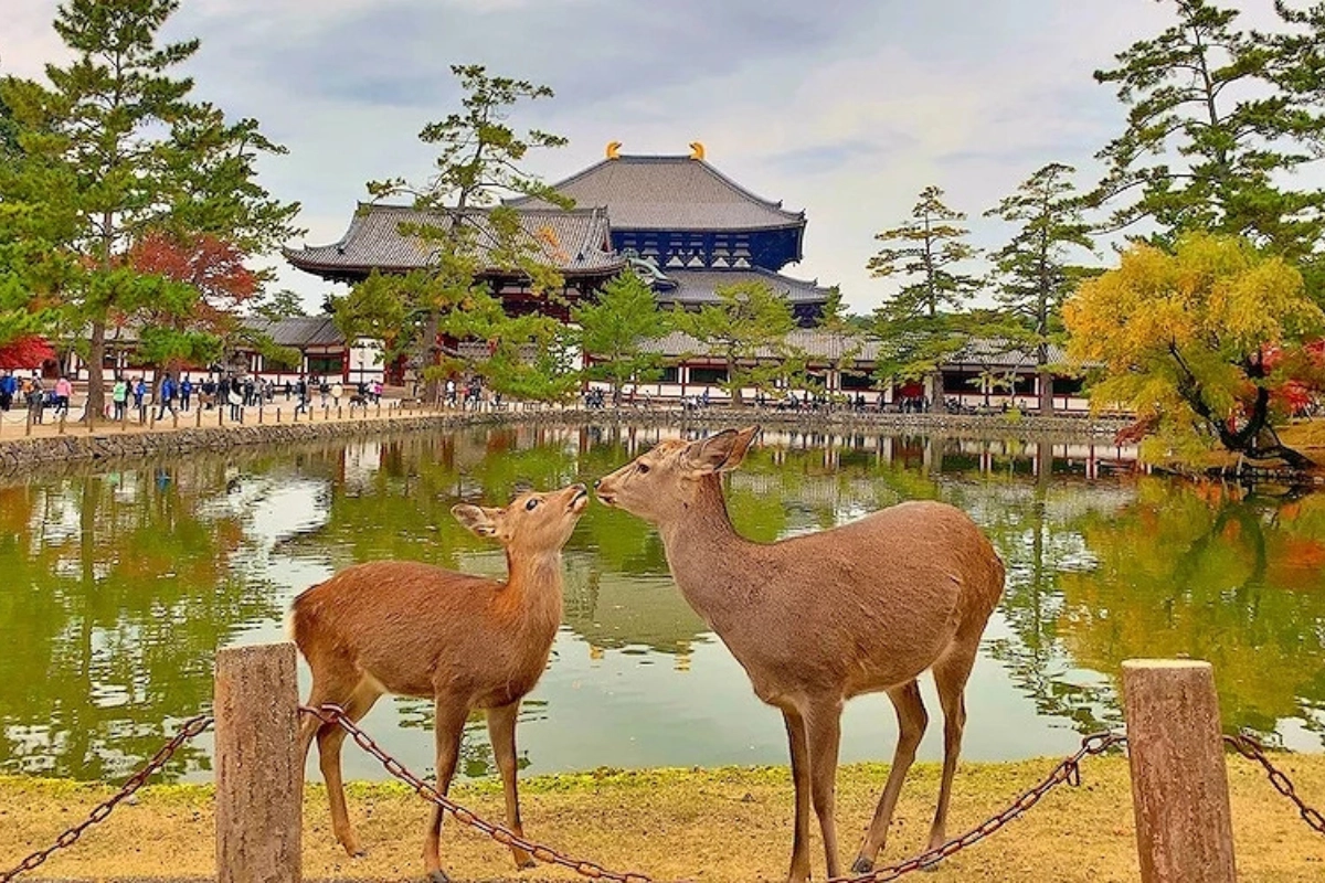 大阪奈良一日遊：奈良公園餵小鹿