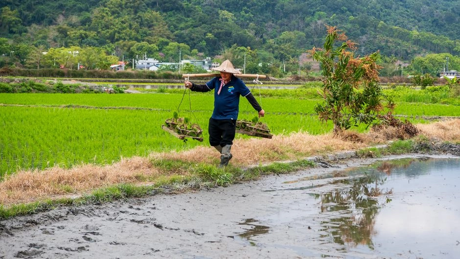雲林在地農民在稻田工作，農業周轉是在地借款常見需求